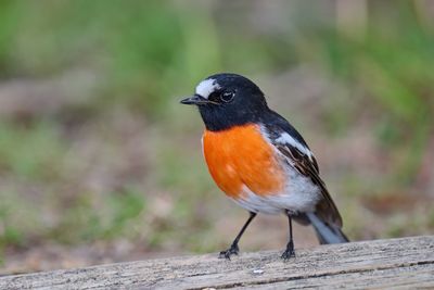 Scarlet Robin Gallery