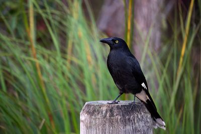 Currawongs