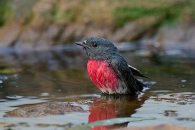 Rose Robin