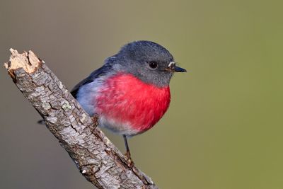 Rose Robin