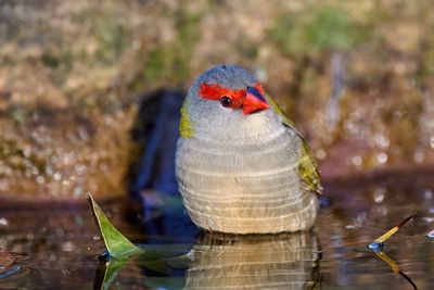 Red-Browed Finch