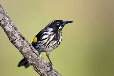 New Holland Honeyeater (Phylidonyris novaehollandiae)