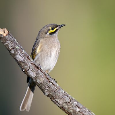 Yellow-Faced Honeyeater