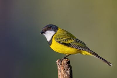 Nikon Z 600mm f4 TC VR S