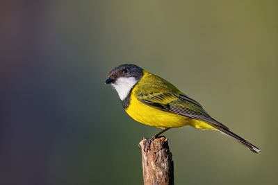 Golden Whistler
