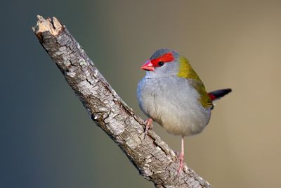 Nikon Z 600mm f4 TC VR S