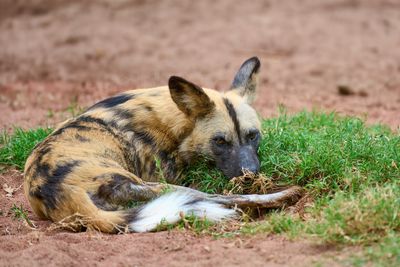 African Painted Dog