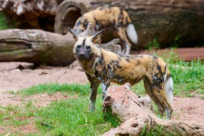 African Painted Dog