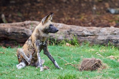 African Painted Dog