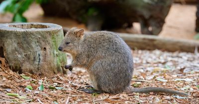 Quokka Gallery