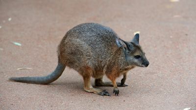 Wallaby Gallery