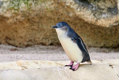 Penguins Gallery