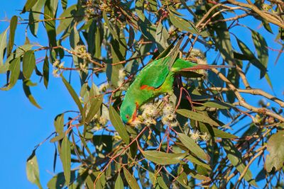 Swift Parrot