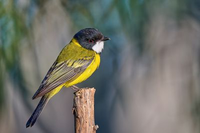 Golden Whistler
