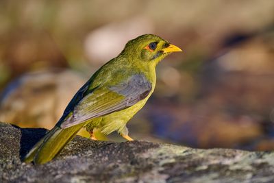 Bellbird or Bell Miner Bird