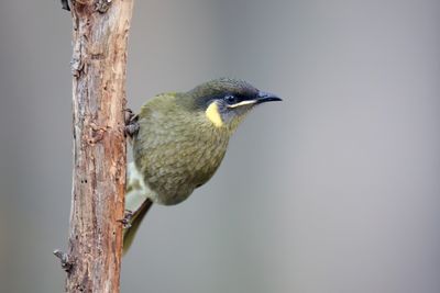 Lewins Honeyeater