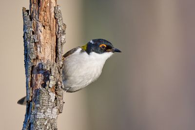 White-naped Honeyeater