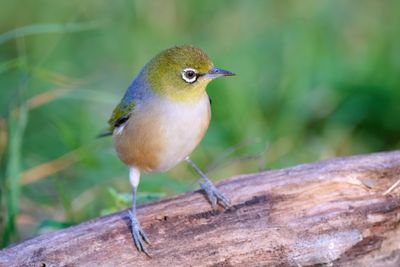 Silvereye