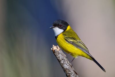 Golden Whistler