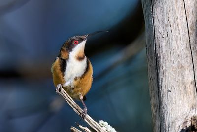 Eastern Spinebill