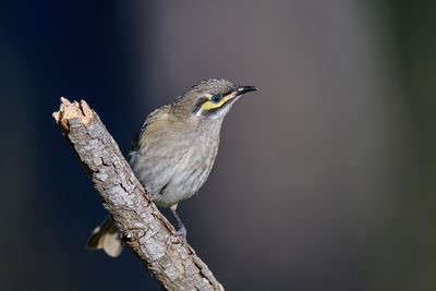 Nikon Z 600mm f4 TC VR S