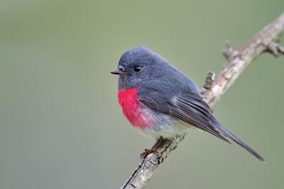 Nikon Z 600mm f4 TC VR S