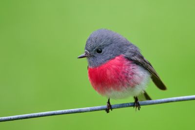 Nikon Z 600mm f4 TC VR S