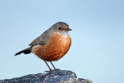Rock Warbler