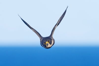 Peregrine Falcon Gallery