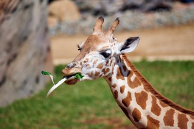 Giraffe