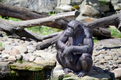 Chimpanzee