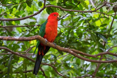 King Parrots