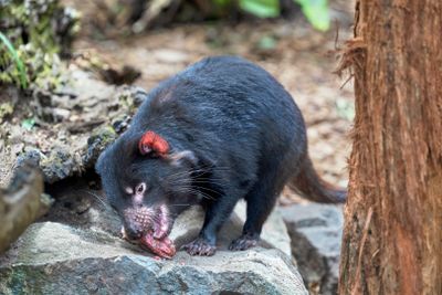 Tasmanian Devil Gallery