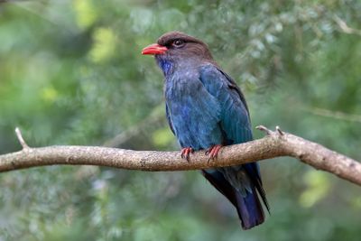 Dollar Bird