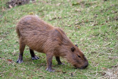 Capybara
