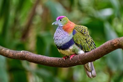 Superb Fruit-Dove