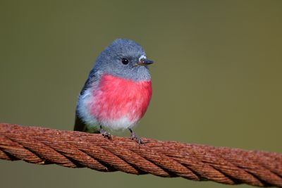 Rose Robin