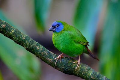 Blue-faced Parrot Finch