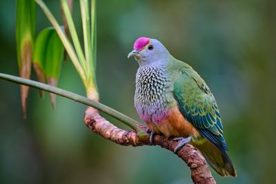 Rose-crowned Fruit-Dove