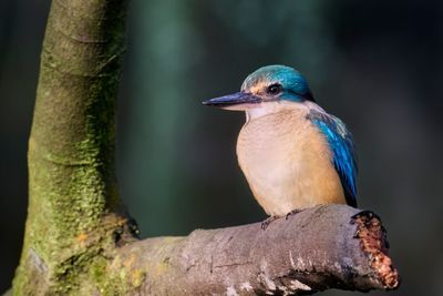 Sacred Kingfisher Gallery