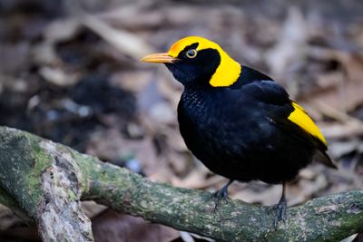 Regent Bowerbird