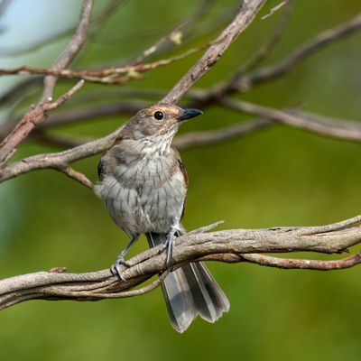 DSC_7635.jpg