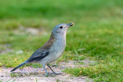 Grey Shrike Thrush