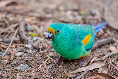 Mulga Parrot