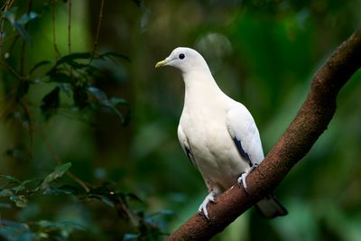 Torresian Imperial Pigeon