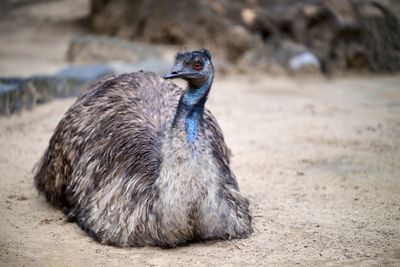 Emus