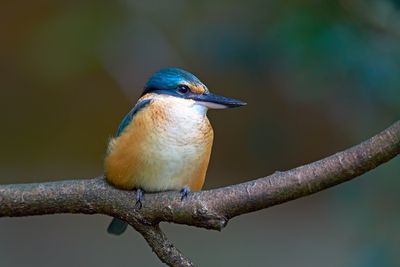 Sacred Kingfisher Gallery