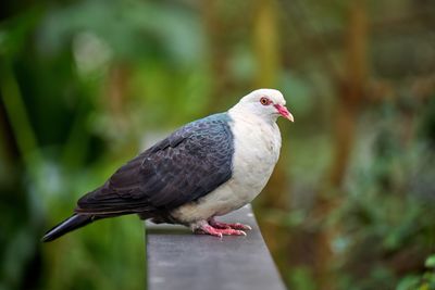 White-headed Pigeon