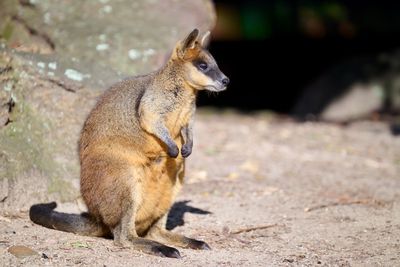Wallaby Gallery