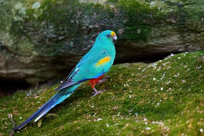 Mulga Parrot